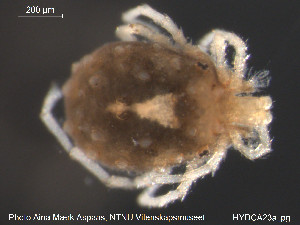  (Sperchonopsis verrucosa - HYDCA23)  @13 [ ] CreativeCommons - Attribution Non-Commercial Share-Alike (2015) NTNU University Museum, Department of Natural History NTNU University Museum, Department of Natural History