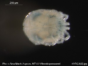  ( - HYDCA55)  @12 [ ] CreativeCommons - Attribution Non-Commercial Share-Alike (2015) NTNU University Museum, Department of Natural History NTNU University Museum, Department of Natural History