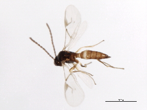  ( - 09BBHYM-709)  @12 [ ] CreativeCommons - Attribution (2009) CBG Photography Group Centre for Biodiversity Genomics