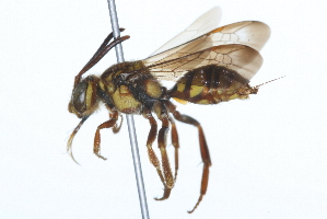  (Nomada affabilis - 09BBHYM-120)  @13 [ ] CreativeCommons - Attribution (2009) CBG Photography Group Centre for Biodiversity Genomics