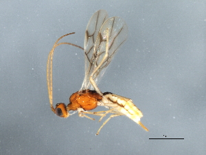  (Hormius sp. 2 - 09BBHYM-906)  @12 [ ] CreativeCommons - Attribution (2010) CBG Photography Group Centre for Biodiversity Genomics