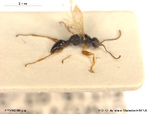  (Lonchodryinus sp. FOD1 - HYMNI299)  @12 [ ] CreativeCommons - Attribution Non-Commercial Share-Alike (2014) Arnstein Staverlokk Norwegian Institute of Nature Research