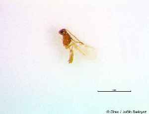  (Adialytus ambiguus - SNIB00327_0101)  @11 [ ] CreativeCommons - Attribution Non-Commercial Share-Alike (2025) Joelle Sadeyen PVBMT Research Unit, University of Reunion, CIRAD