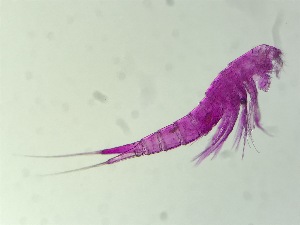  ( - 0016.1)  @11 [ ] Creative Commons BY NC SA (2022) University of Bergen Natural History Collections