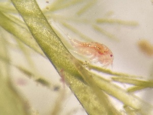  (Parathalestris harpactoides - 0060.1)  @11 [ ] Creative Commons BY NC SA (2022) University of Bergen Natural History Collections