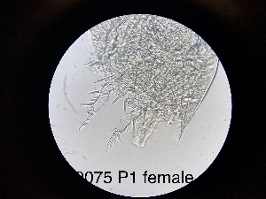  ( - 0075.1)  @11 [ ] Creative Commons BY NC SA (2022) University of Bergen Natural History Collections