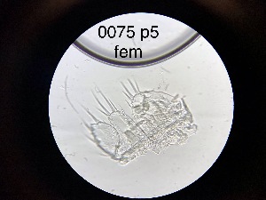  ( - 0075.1)  @11 [ ] Creative Commons BY NC SA (2022) University of Bergen Natural History Collections