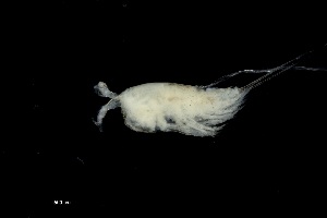  ( - 0081.1)  @11 [ ] Creative Commons BY NC SA (2021) University of Bergen Natural History Collections