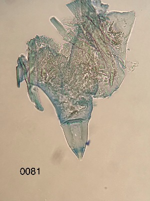  ( - 0081.1)  @11 [ ] Creative Commons BY NC SA (2022) University of Bergen Natural History Collections