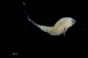  (Amphiascopsis - 0097.1)  @11 [ ] Creative Commons BY NC SA (2021) University of Bergen Natural History Collections