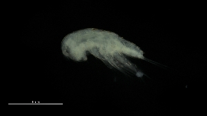  ( - 0154.1)  @11 [ ] Creative Commons BY NC SA (2020) University of Bergen Natural History Collections
