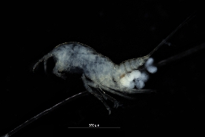  (Harpacticus chelifer - 0286.1)  @11 [ ] Creative Commons BY NC SA (2022) University of Bergen Natural History Collections