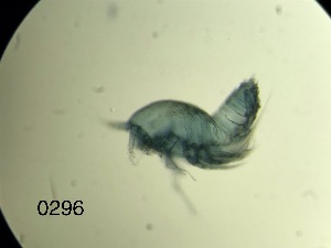  (Dactylopusia tisboides - 0296.1)  @11 [ ] Creative Commons BY NC SA (2022) University of Bergen Natural History Collections
