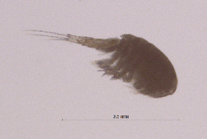  (Cyclopinidae - 0558.1)  @11 [ ] Creative Commons BY NC SA (2022) University of Bergen Natural History Collections