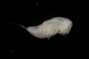  ( - 0762.1)  @11 [ ] Creative Commons BY NC SA (2021) University of Bergen Natural History Collections