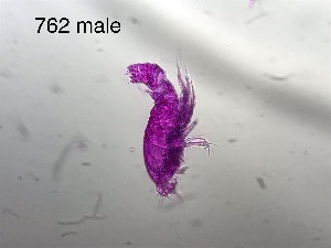  ( - 0762.1)  @11 [ ] Creative Commons BY NC SA (2022) University of Bergen Natural History Collections