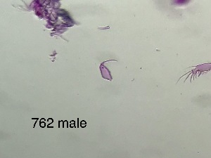  ( - 0762.1)  @11 [ ] Creative Commons BY NC SA (2022) University of Bergen Natural History Collections