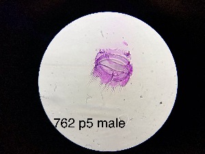  ( - 0762.1)  @11 [ ] Creative Commons BY NC SA (2022) University of Bergen Natural History Collections
