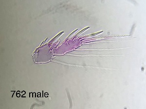  ( - 0762.1)  @11 [ ] Creative Commons BY NC SA (2022) University of Bergen Natural History Collections