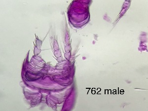  ( - 0762.1)  @11 [ ] Creative Commons BY NC SA (2022) University of Bergen Natural History Collections