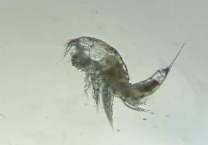  ( - 0767.1)  @11 [ ] Creative Commons BY NC SA (2022) University of Bergen Natural History Collections