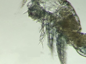  ( - 0767.1)  @11 [ ] Creative Commons BY NC SA (2022) University of Bergen Natural History Collections