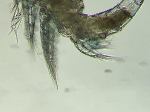  ( - 0767.1)  @11 [ ] Creative Commons BY NC SA (2022) University of Bergen Natural History Collections