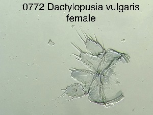  ( - 0772.1)  @11 [ ] Creative Commons BY NC SA (2022) University of Bergen Natural History Collections