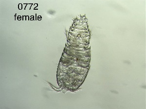  ( - 0772.1)  @11 [ ] Creative Commons BY NC SA (2022) University of Bergen Natural History Collections