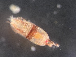  ( - 0832.1)  @11 [ ] Creative Commons BY NC SA (2020) University of Bergen Natural History Collections