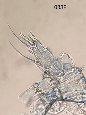 ( - 0832.1)  @11 [ ] Creative Commons BY NC SA (2022) University of Bergen Natural History Collections