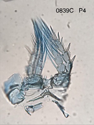  (Amphiascus - 0839C.1)  @11 [ ] Creative Commons BY NC SA (2022) University of Bergen Natural History Collections