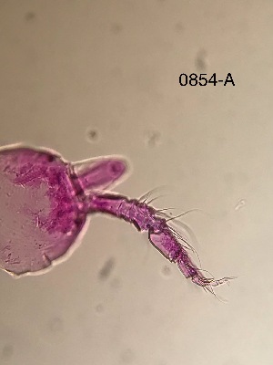  ( - 0854.1)  @11 [ ] Creative Commons BY NC SA (2022) University of Bergen Natural History Collections