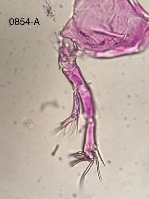  ( - 0854.1)  @11 [ ] Creative Commons BY NC SA (2022) University of Bergen Natural History Collections
