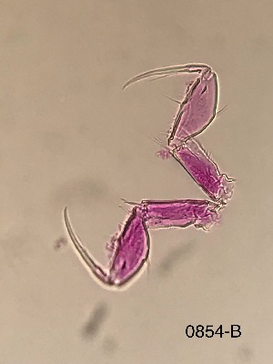  ( - 0854.1)  @11 [ ] Creative Commons BY NC SA (2022) University of Bergen Natural History Collections