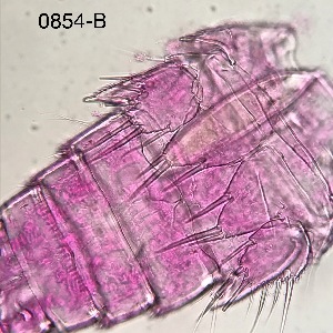  ( - 0854.1)  @11 [ ] Creative Commons BY NC SA (2022) University of Bergen Natural History Collections