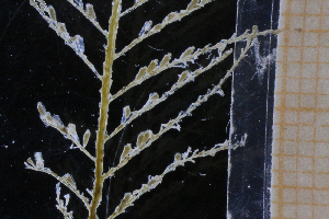  ( - HYBNO_022)  @11 [ ] CreativeCommons - Attribution Non-Commercial Share-Alike (2017) Luis Martell University Museum of Bergen, Natural History Collections