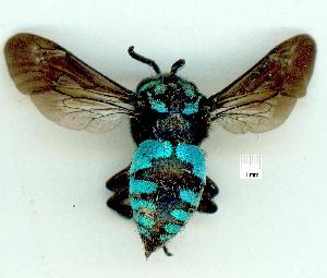  (Thyreus nitidulus - gvc14965-1L)  @15 [ ] Copyright (2004) Graeme V. Cocks Unspecified