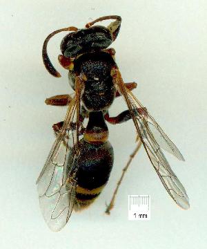  (Ammatomus icarioides - gvc16177-1L)  @13 [ ] CreativeCommons - Attribution Non-Commercial (2010) Graeme V. Cocks Unspecified