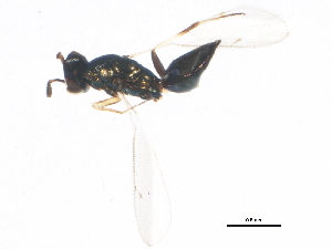  ( - gvc17007-1L)  @12 [ ] CreativeCommons - Attribution (2012) CBG Photography Group Centre for Biodiversity Genomics