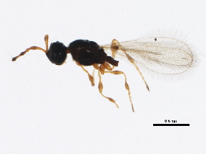  ( - gvc17278-1L)  @12 [ ] CreativeCommons - Attribution (2012) CBG Photography Group Centre for Biodiversity Genomics