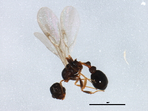  ( - gvc17596-1L)  @13 [ ] CreativeCommons - Attribution (2012) CBG Photography Group Centre for Biodiversity Genomics