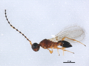  ( - gvc17704-1L)  @12 [ ] CreativeCommons - Attribution (2012) CBG Photography Group Centre for Biodiversity Genomics