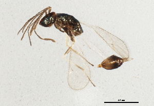  ( - gvc17793-1L)  @12 [ ] CreativeCommons - Attribution (2012) CBG Photography Group Centre for Biodiversity Genomics