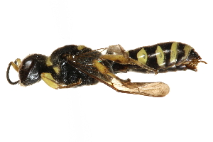  (Crabro argusinus - CCDB-28545-C01)  @11 [ ] CreativeCommons - Attribution (2015) CBG Photography Group Centre for Biodiversity Genomics