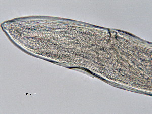  (Rhabdodemania major - BIOUG07179-F01)  @11 [ ] CreativeCommons - Attribution Non-Commercial Share-Alike (2015) Hong Zhou Ocean University of China