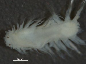 (Oxydromus agilis - BIOUG06836-H10)  @12 [ ] CreativeCommons - Attribution Non-Commercial Share-Alike (2014) Hong Zhou Ocean University of China