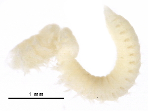  (Scoloplos (Leodamas) rubra - BIOUG06964-G01)  @11 [ ] CreativeCommons - Attribution (2016) CBG Photography Group Centre for Biodiversity Genomics