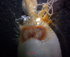 ( - OUCSYS1405D04001)  @11 [ ] CreativeCommons - Attribution Non-Commercial Share-Alike (2016) Hong Zhou Ocean University of China