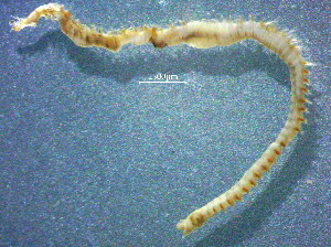  ( - OUCQDBSB1512LC10501)  @11 [ ] CreativeCommons - Attribution Non-Commercial Share-Alike (2018) Hong Zhou Ocean University of China